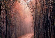 葡萄牙选手勇夺金牌，表现抢眼